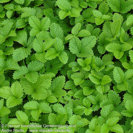 Wald-Erdbeere (Fragaria vesca var.vesca)