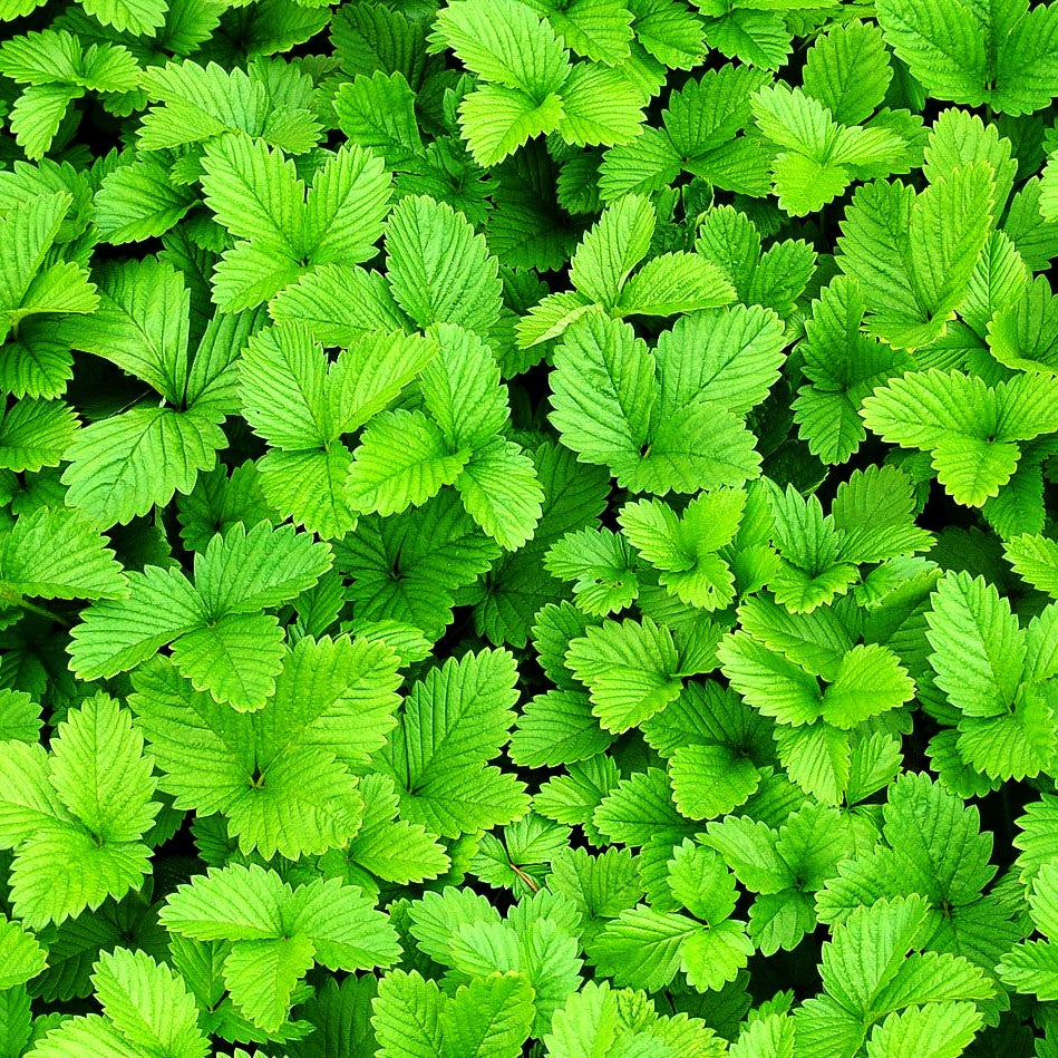 Wald-Erdbeere (Fragaria vesca var.vesca)