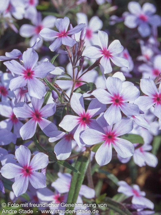 Wald-Flammenblume 'Chattahoochee' (Phlox divaricata)