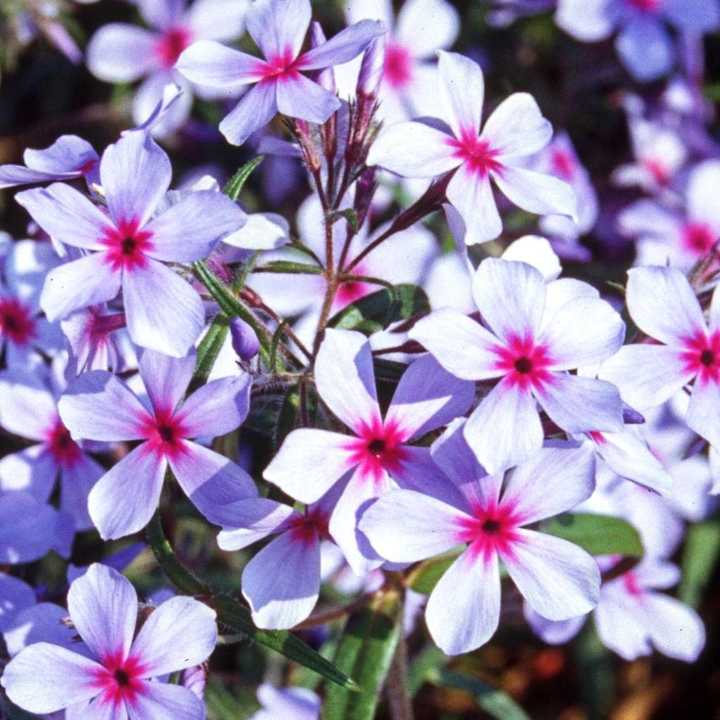 Wald-Flammenblume 'Chattahoochee' (Phlox divaricata)