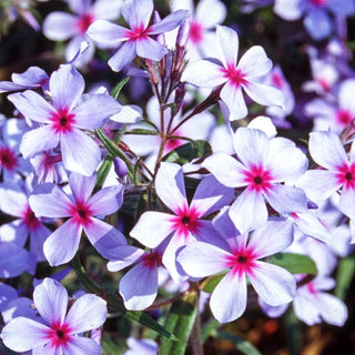 Wald-Flammenblume 'Chattahoochee' (Phlox divaricata)