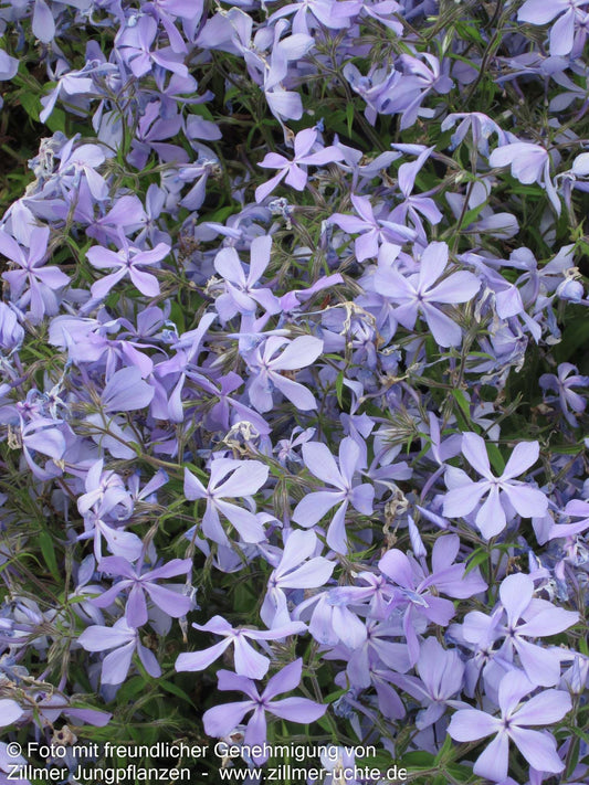 Wald-Flammenblume 'Clouds of Perfume' (Phlox divaricata)