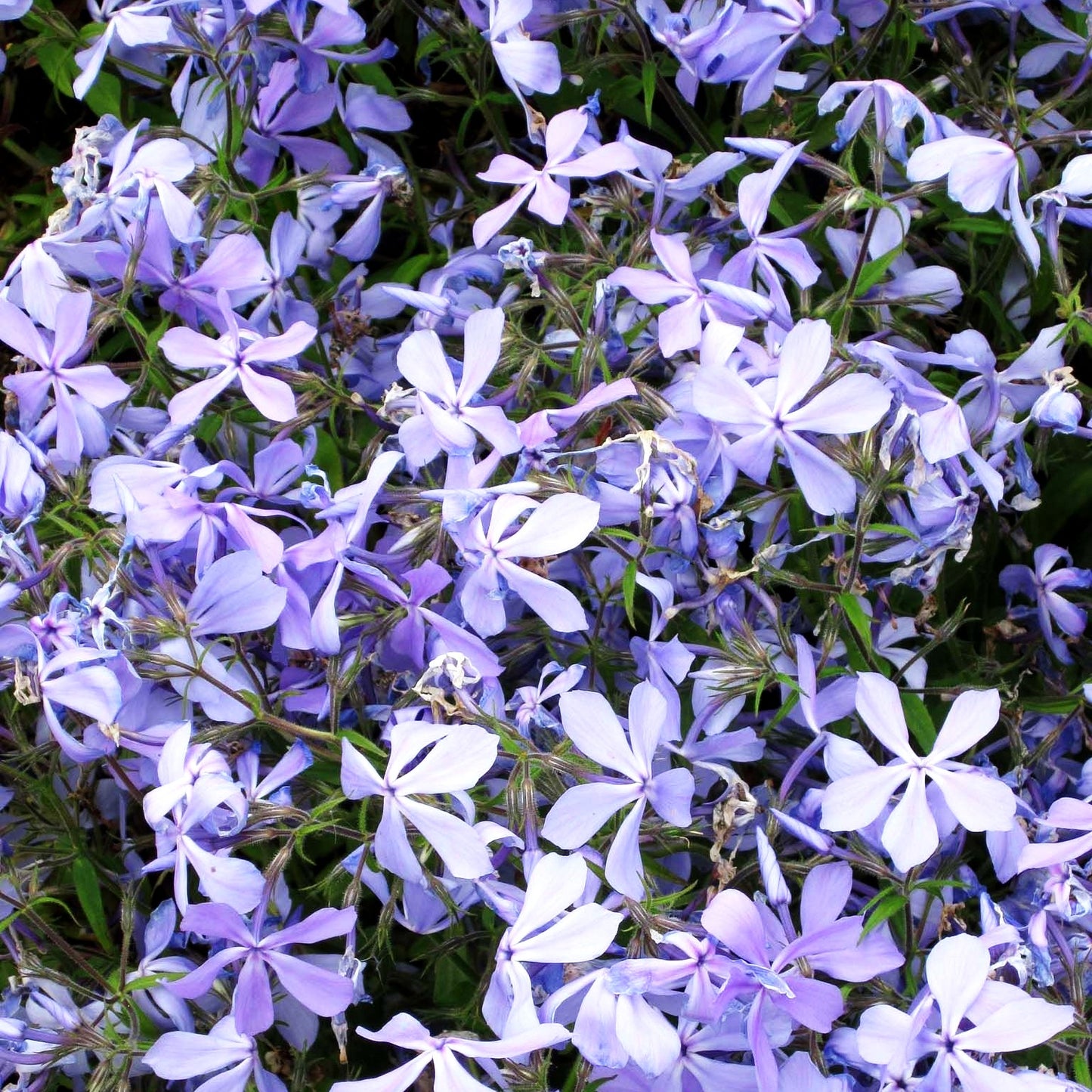 Wald-Flammenblume 'Clouds of Perfume' (Phlox divaricata)