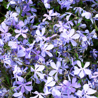 Wald-Flammenblume 'Clouds of Perfume' (Phlox divaricata)