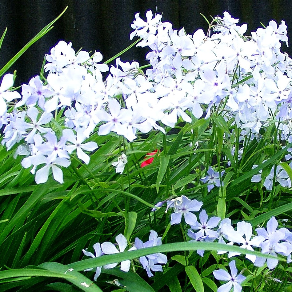 Wald-Flammenblume 'Clouds of Perfume' (Phlox divaricata)
