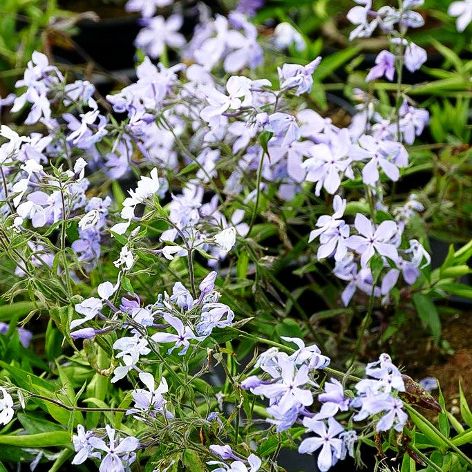 Wald-Flammenblume 'Clouds of Perfume' (Phlox divaricata)