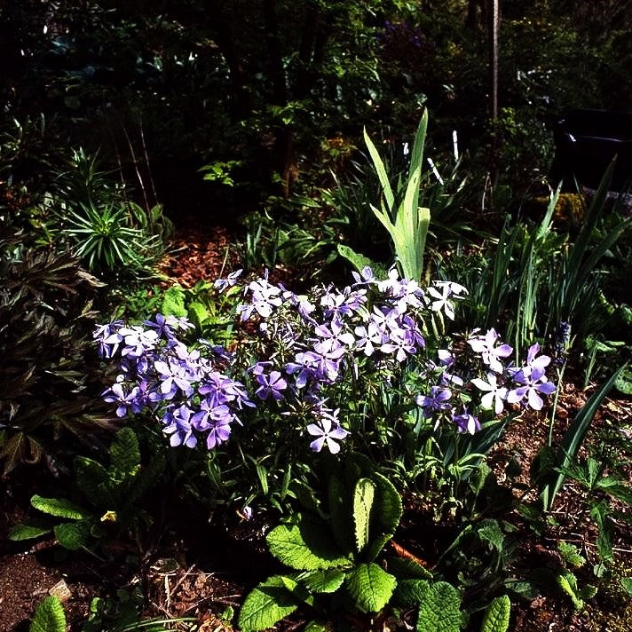 Wald-Flammenblume 'Clouds of Perfume' (Phlox divaricata)