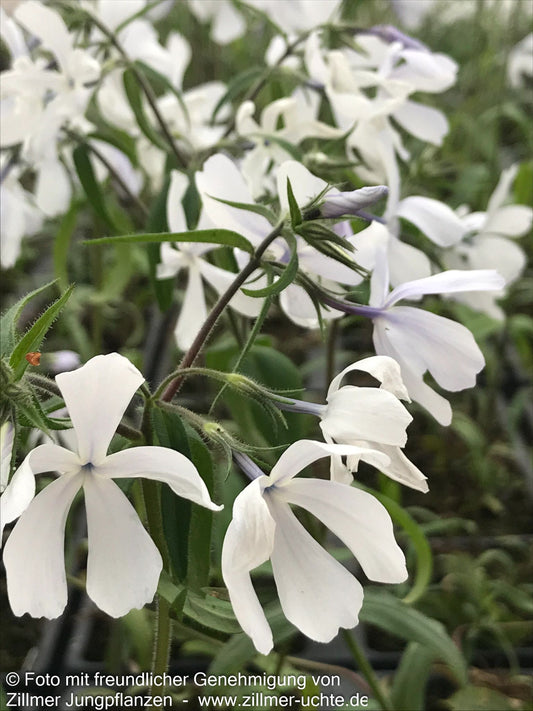 Wald-Flammenblume 'White Perfume' (Phlox divaricata)