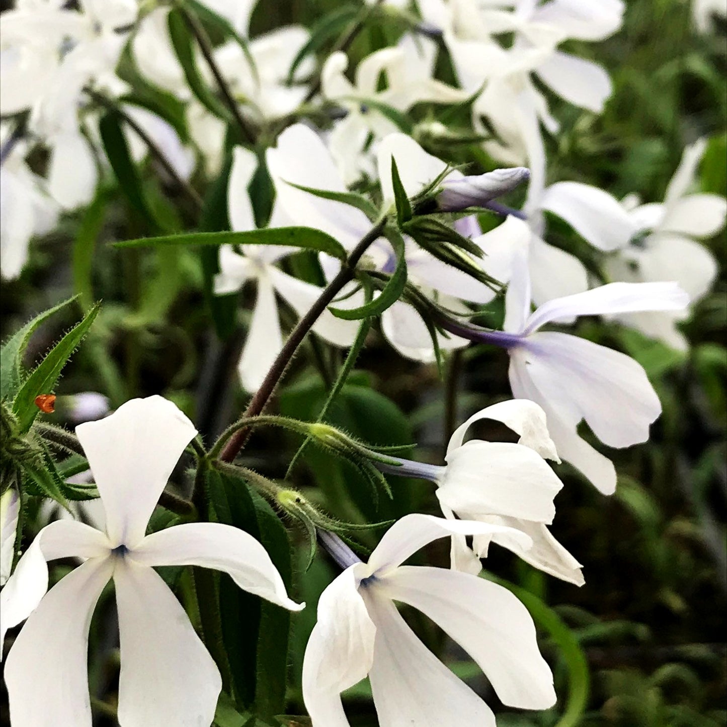 Wald-Flammenblume 'White Perfume' (Phlox divaricata)