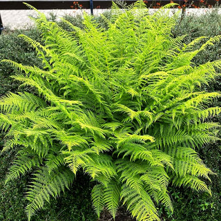 Wald-Frauenfarn (Athyrium filix-femina)