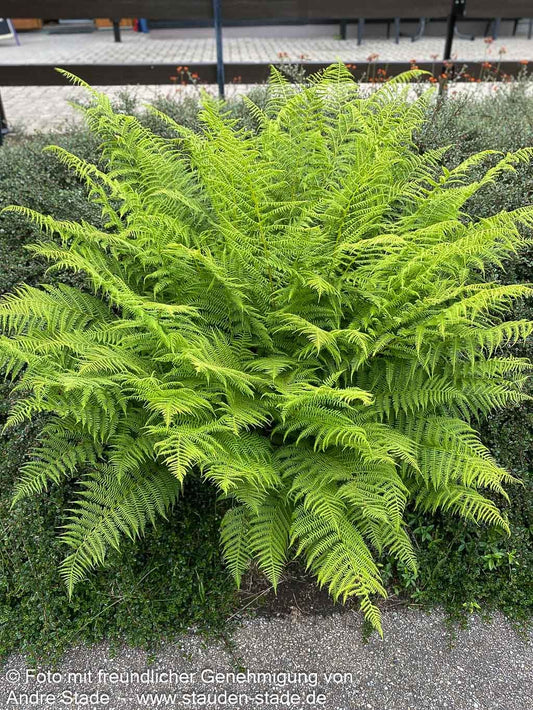 Wald-Frauenfarn (Athyrium filix-femina)