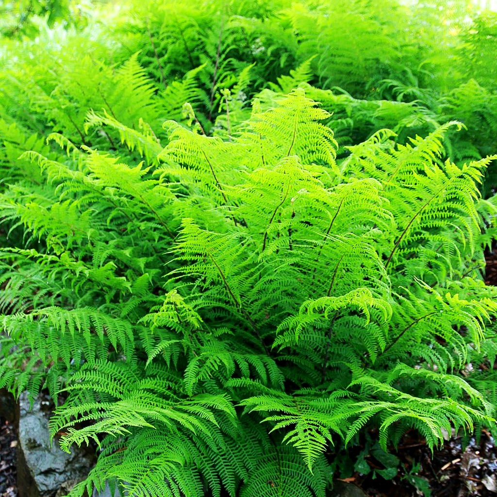 Wald-Frauenfarn (Athyrium filix-femina)