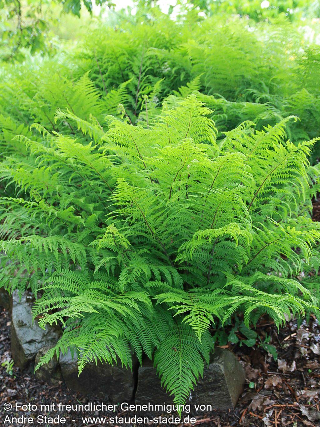 Wald-Frauenfarn (Athyrium filix-femina)