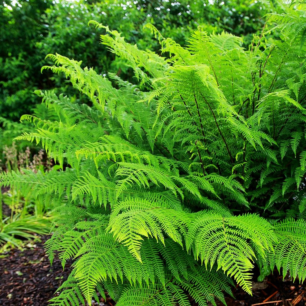 Wald-Frauenfarn (Athyrium filix-femina)