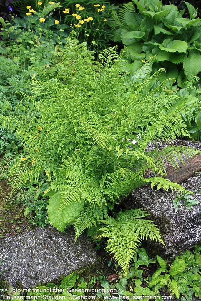 Wald-Frauenfarn (Athyrium filix-femina)