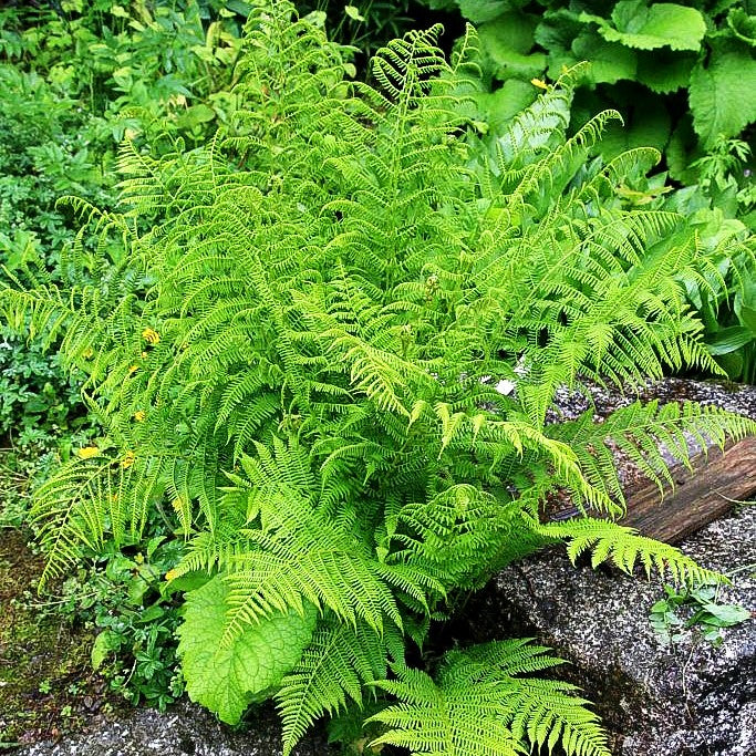 Wald-Frauenfarn (Athyrium filix-femina)