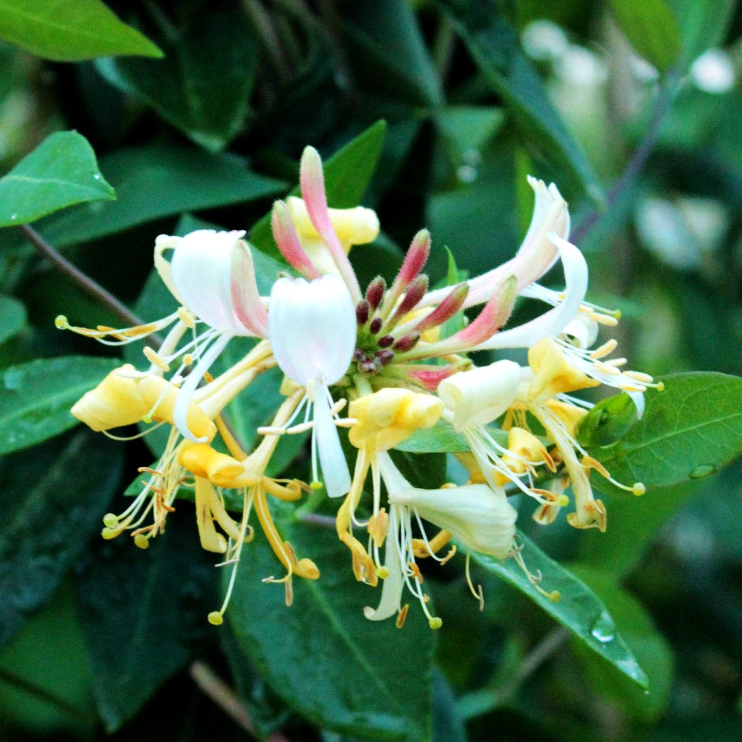 Wald-Geißschlinge (Lonicera periclymenum)