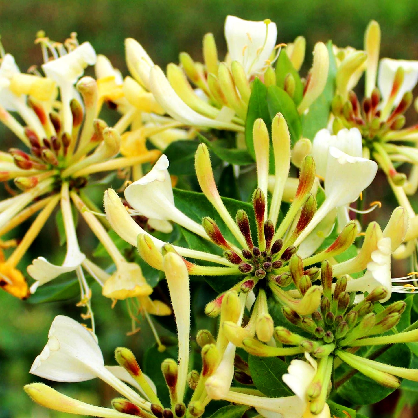 Wald-Geißschlinge (Lonicera periclymenum)