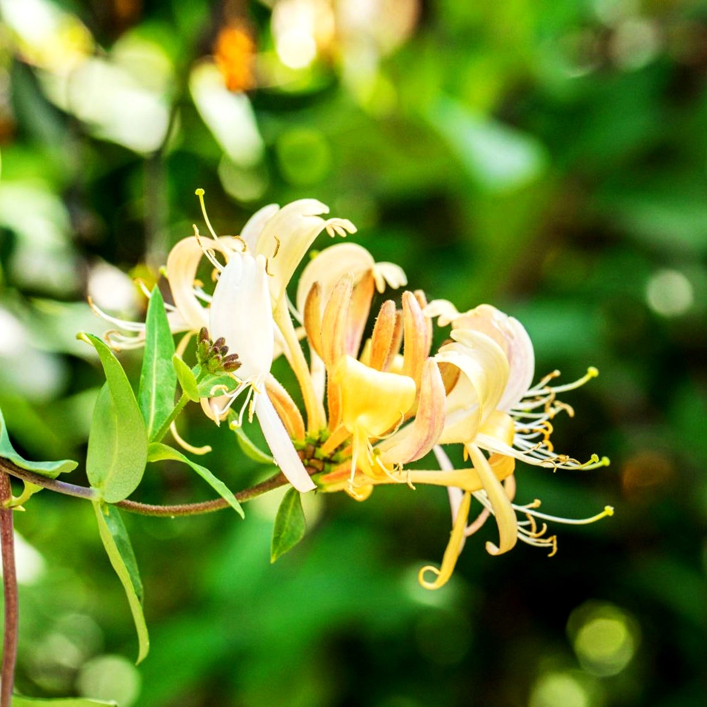 Wald-Geißschlinge (Lonicera periclymenum)