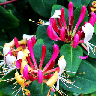 Wald-Geißschlinge 'Serotina' (Lonicera periclymenum)