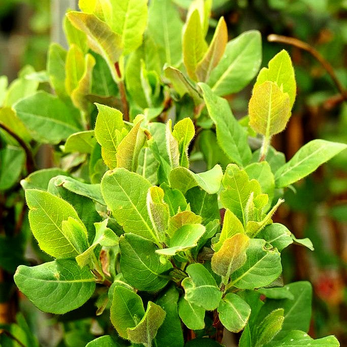 Wald-Geißschlinge 'Serotina' (Lonicera periclymenum)