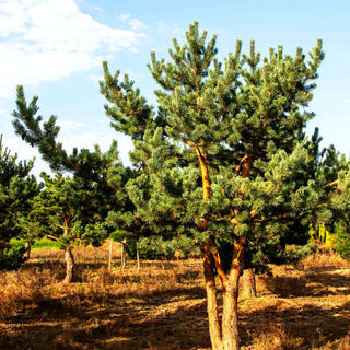 Wald-Kiefer, Föhre 'Norske Typ' (Pinus sylvestris)