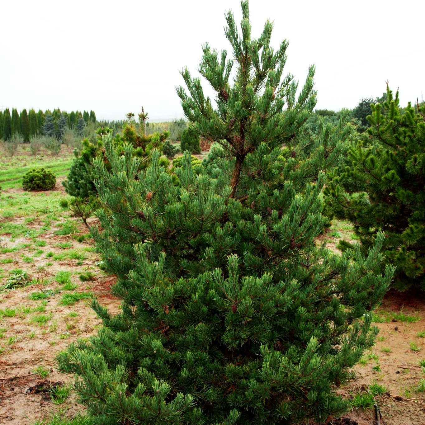 Wald-Kiefer, Föhre (Pinus sylvestris)