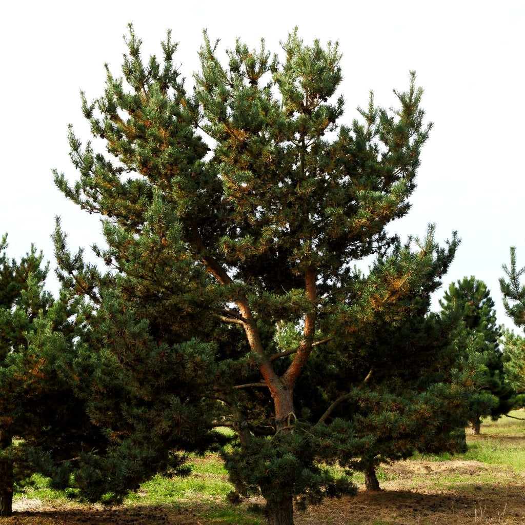 Wald-Kiefer, Föhre (Pinus sylvestris)