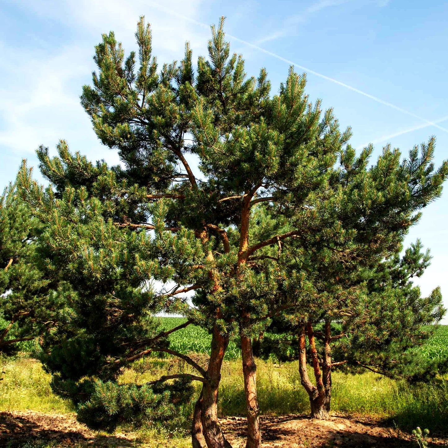 Wald-Kiefer, Föhre (Pinus sylvestris)