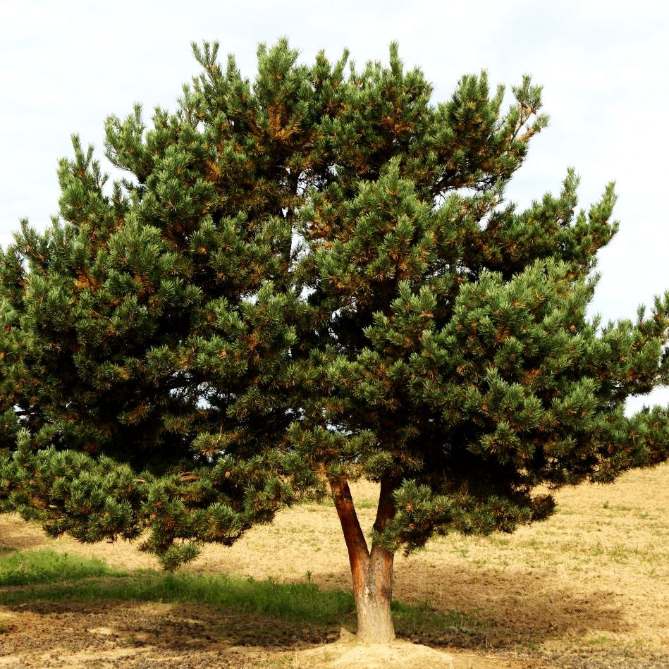 Wald-Kiefer, Föhre (Pinus sylvestris)