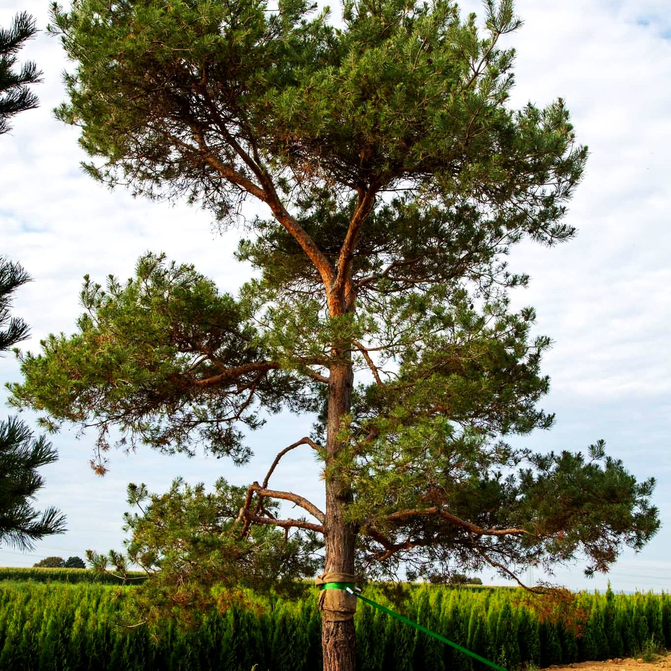Wald-Kiefer, Föhre (Pinus sylvestris)