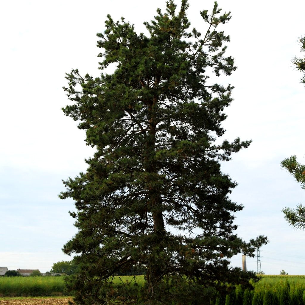 Wald-Kiefer, Föhre (Pinus sylvestris)