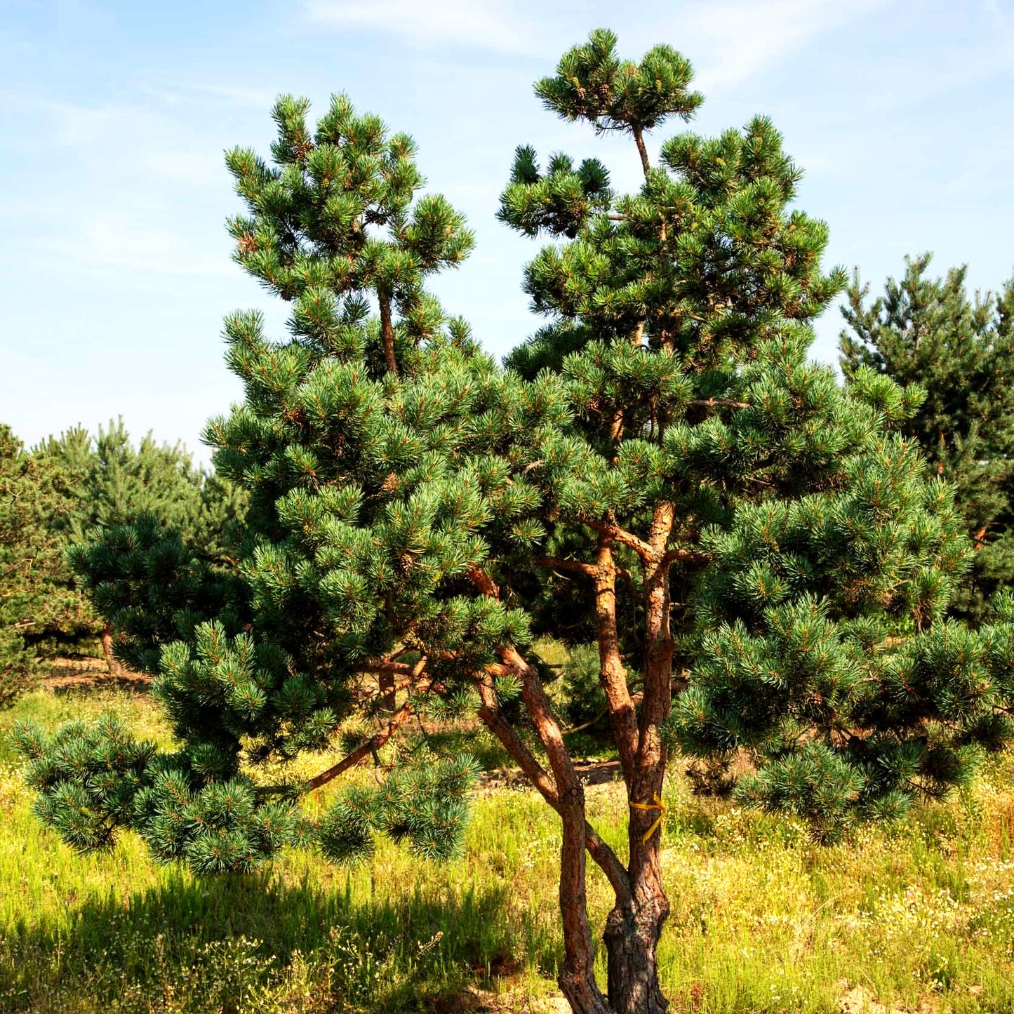 Wald-Kiefer, Föhre (Pinus sylvestris)