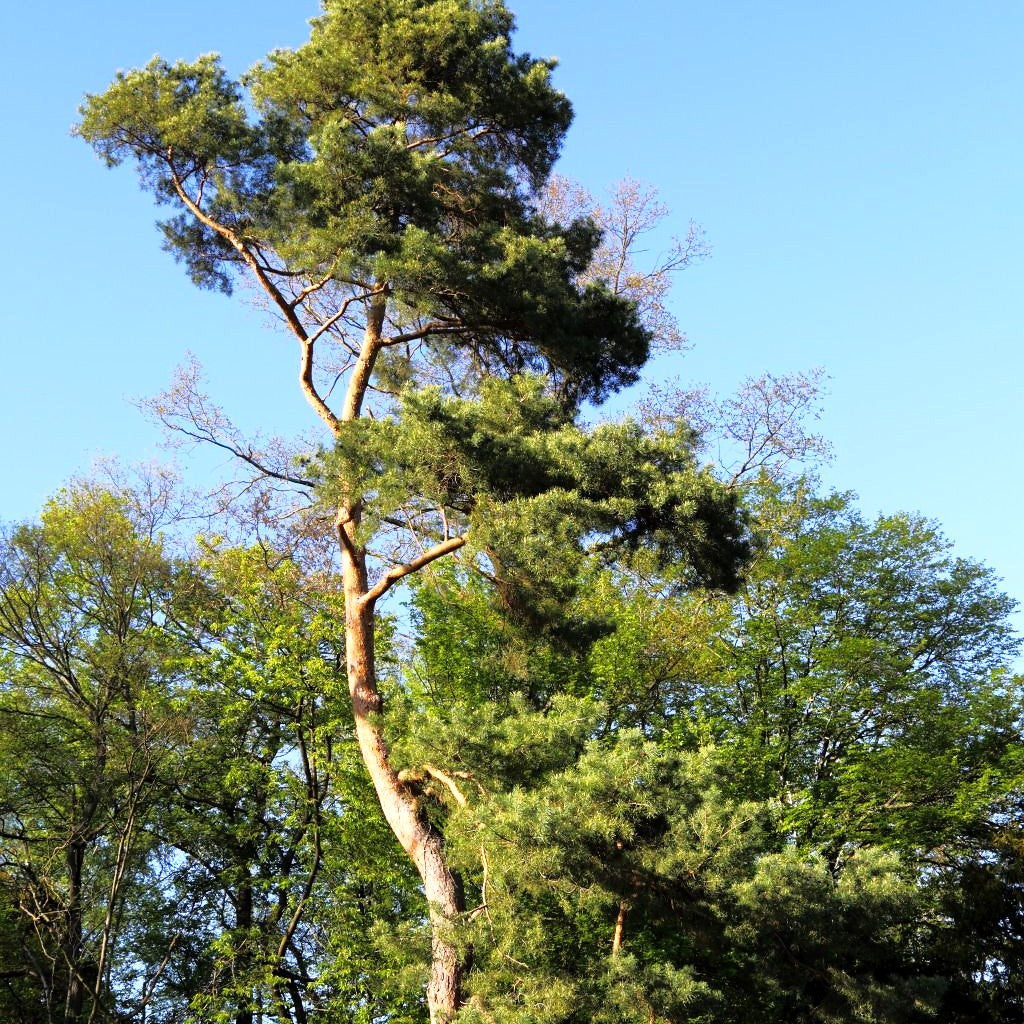 Wald-Kiefer, Föhre (Pinus sylvestris)