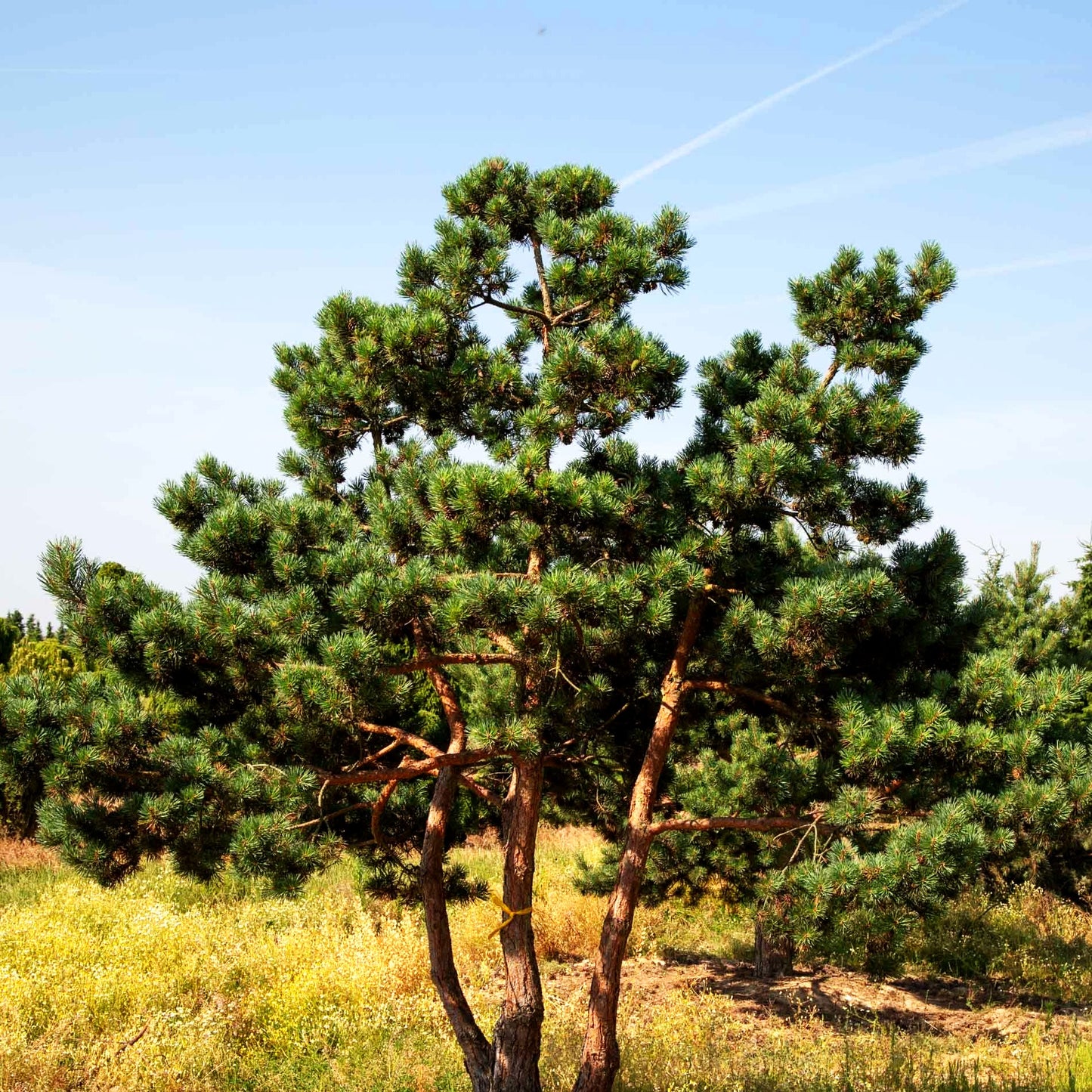 Wald-Kiefer, Föhre (Pinus sylvestris)