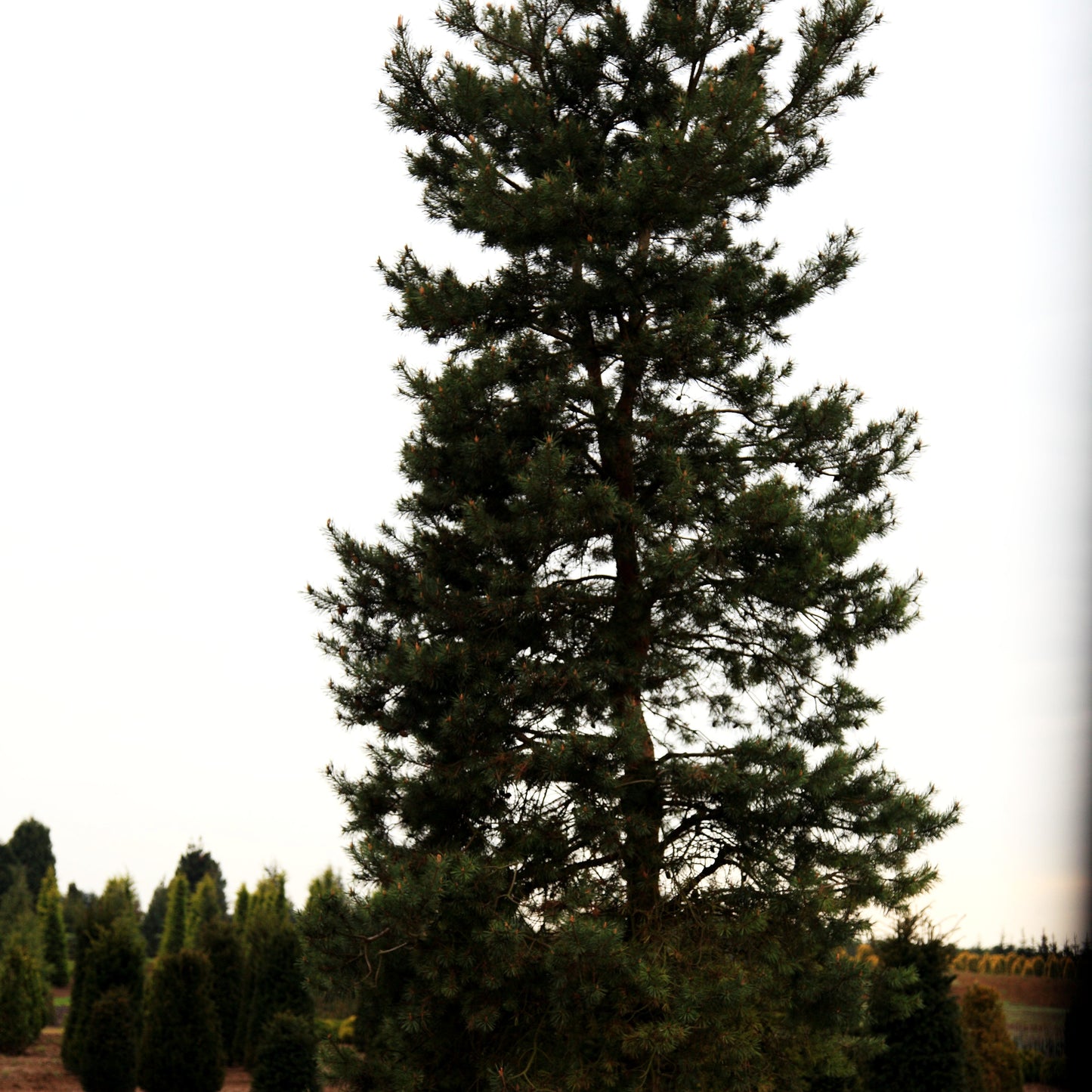 Wald-Kiefer, Föhre (Pinus sylvestris)