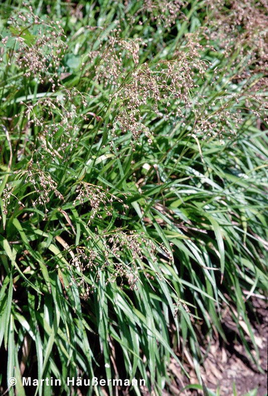 Wald-Marbel (Luzula sylvatica)
