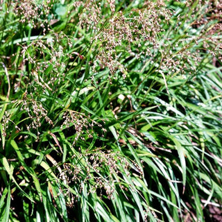 Wald-Marbel (Luzula sylvatica)