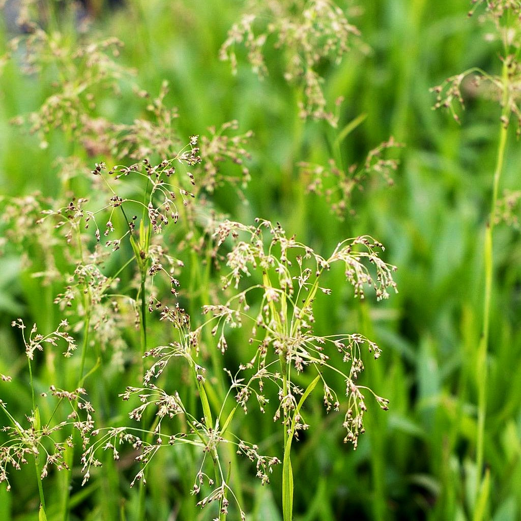 Wald-Marbel (Luzula sylvatica)