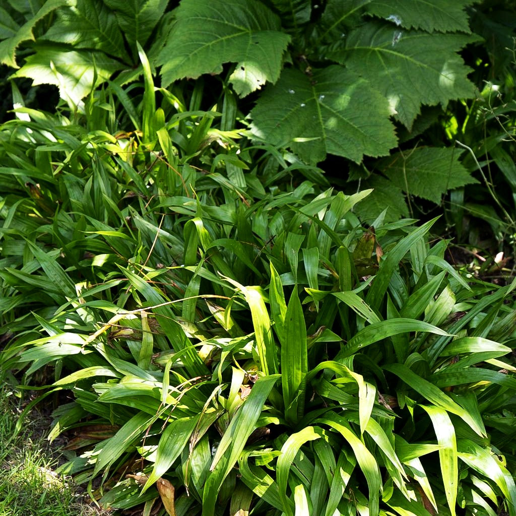 Wald-Marbel (Luzula sylvatica)