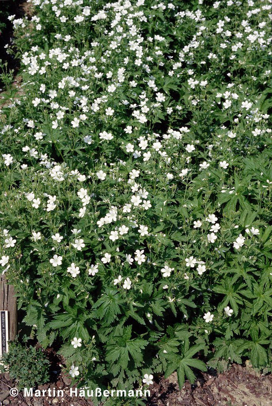 Wald-Storchschnabel (Geranium sylvaticum f. albiflorum)
