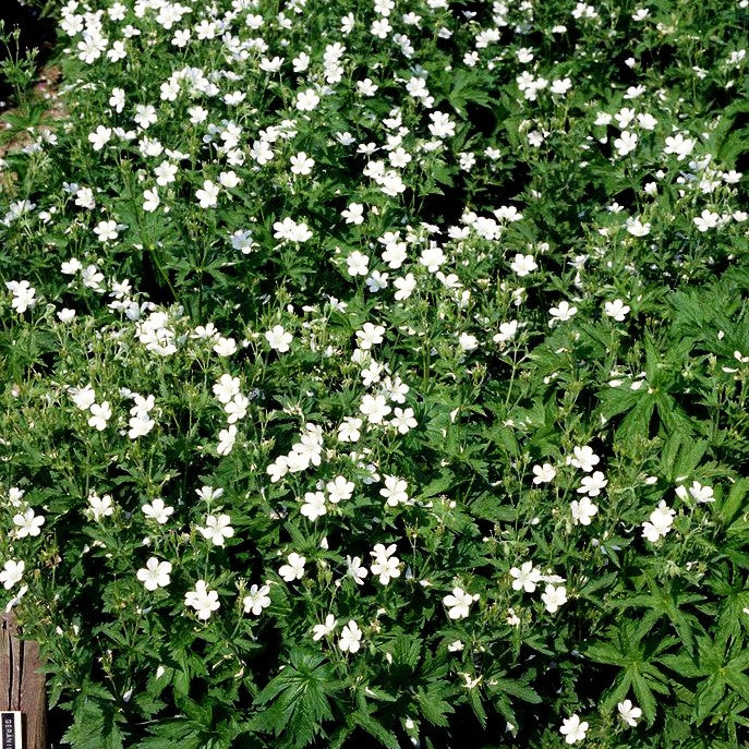 Wald-Storchschnabel (Geranium sylvaticum f. albiflorum)