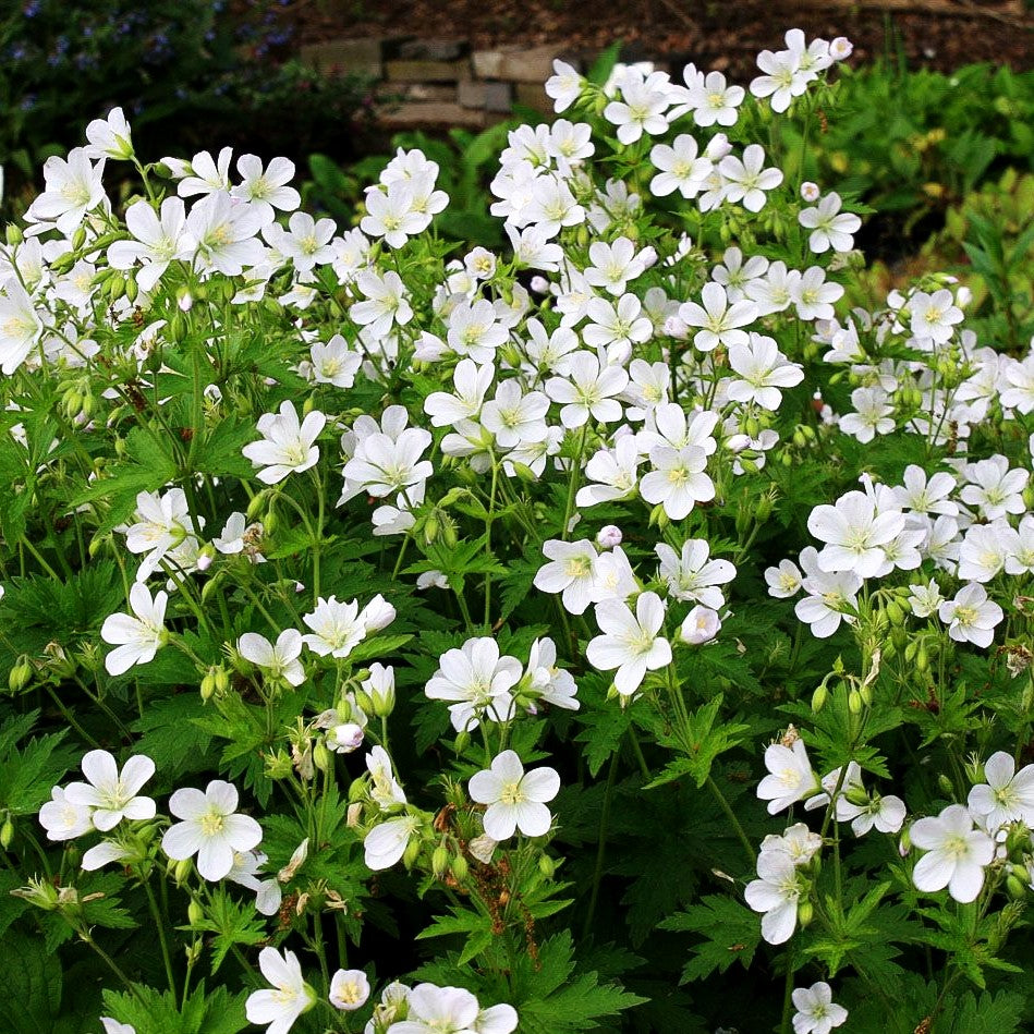 Wald-Storchschnabel (Geranium sylvaticum f. albiflorum)