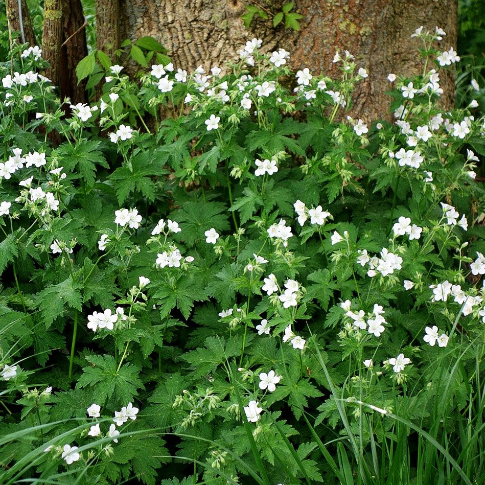 Wald-Storchschnabel (Geranium sylvaticum f. albiflorum)