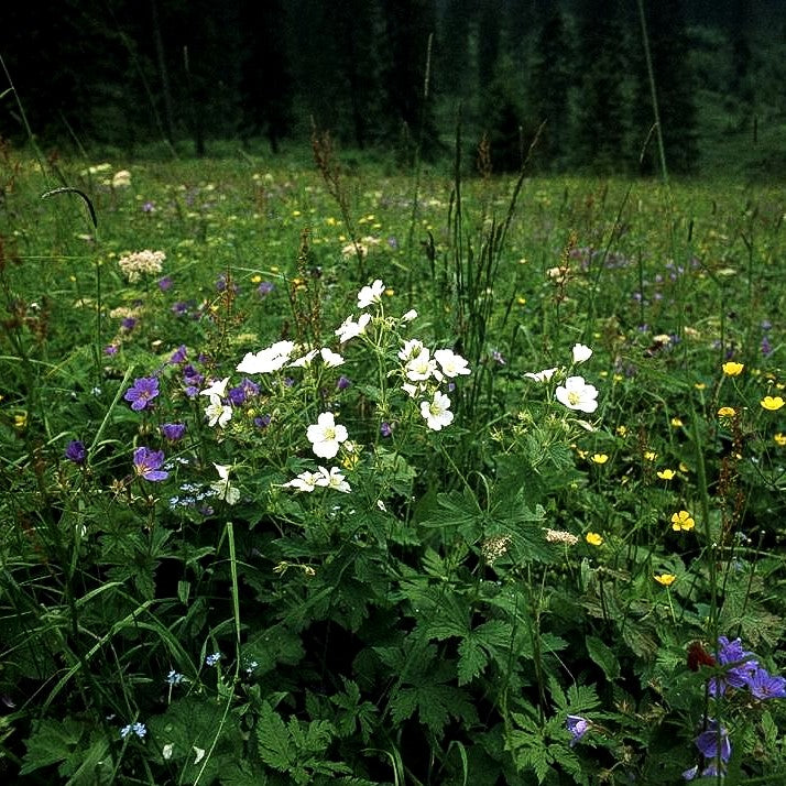 Wald-Storchschnabel (Geranium sylvaticum f. albiflorum)