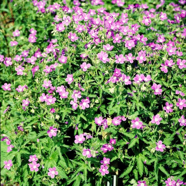 Wald-Storchschnabel (Geranium sylvaticum)