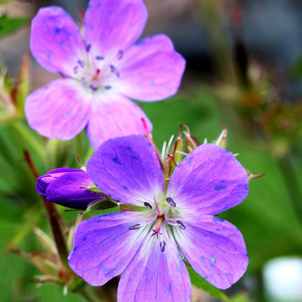 Wald-Storchschnabel (Geranium sylvaticum)