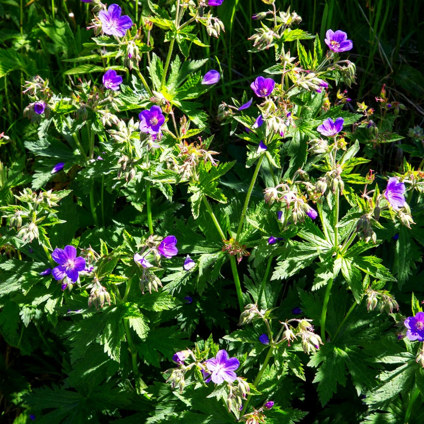 Wald-Storchschnabel (Geranium sylvaticum)