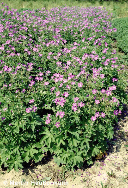Wald-Storchschnabel 'Mayflower' (Geranium sylvaticum)