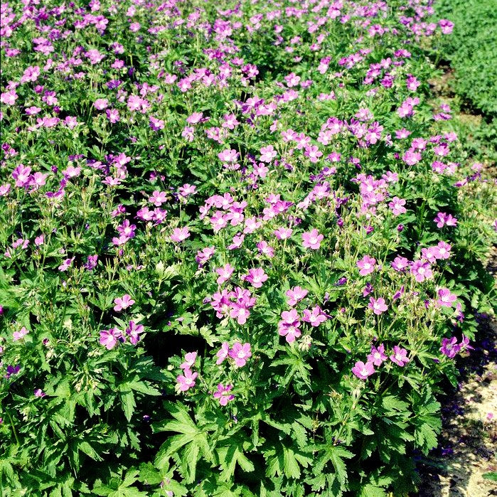 Wald-Storchschnabel 'Mayflower' (Geranium sylvaticum)